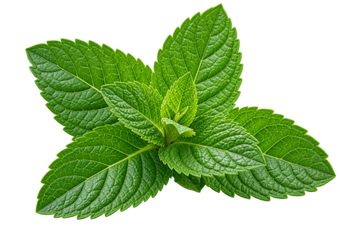 Mint Leaves